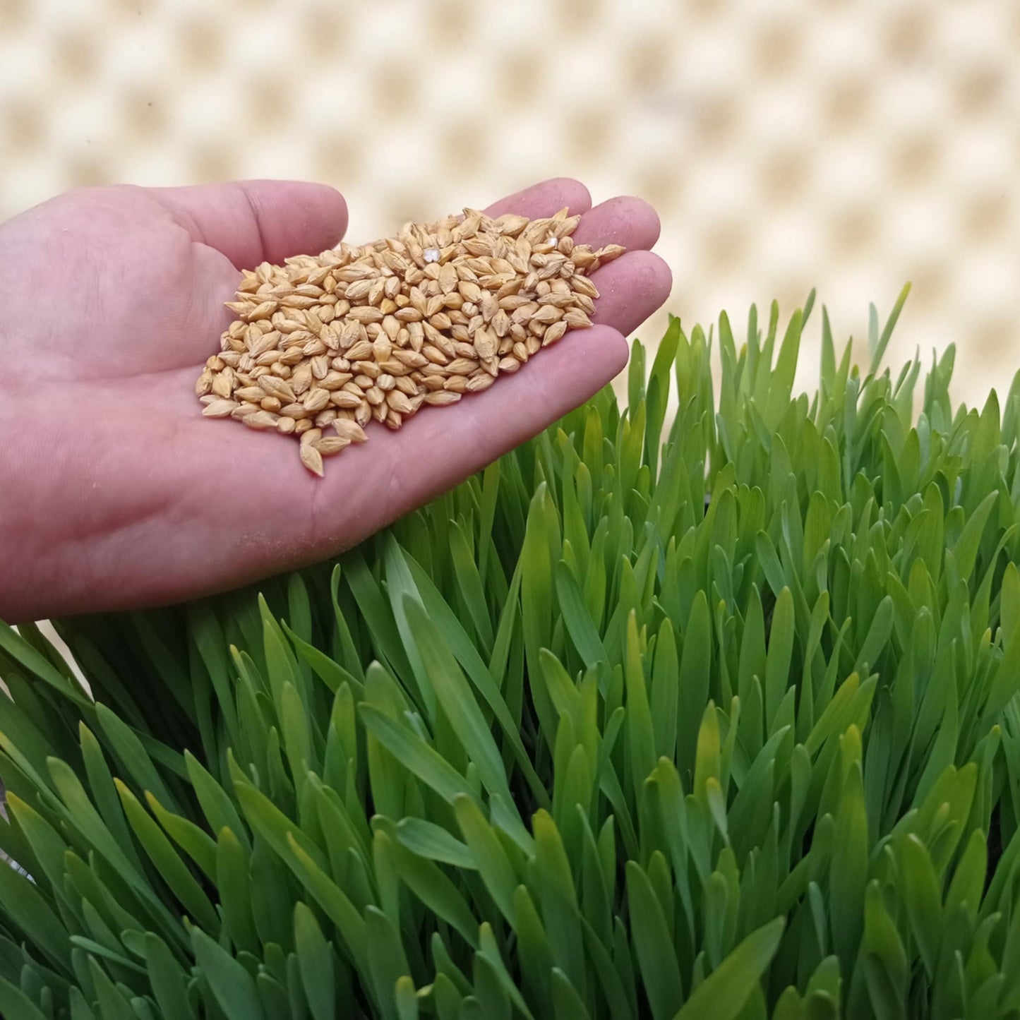Barley seeds / Jęczmień nasiona