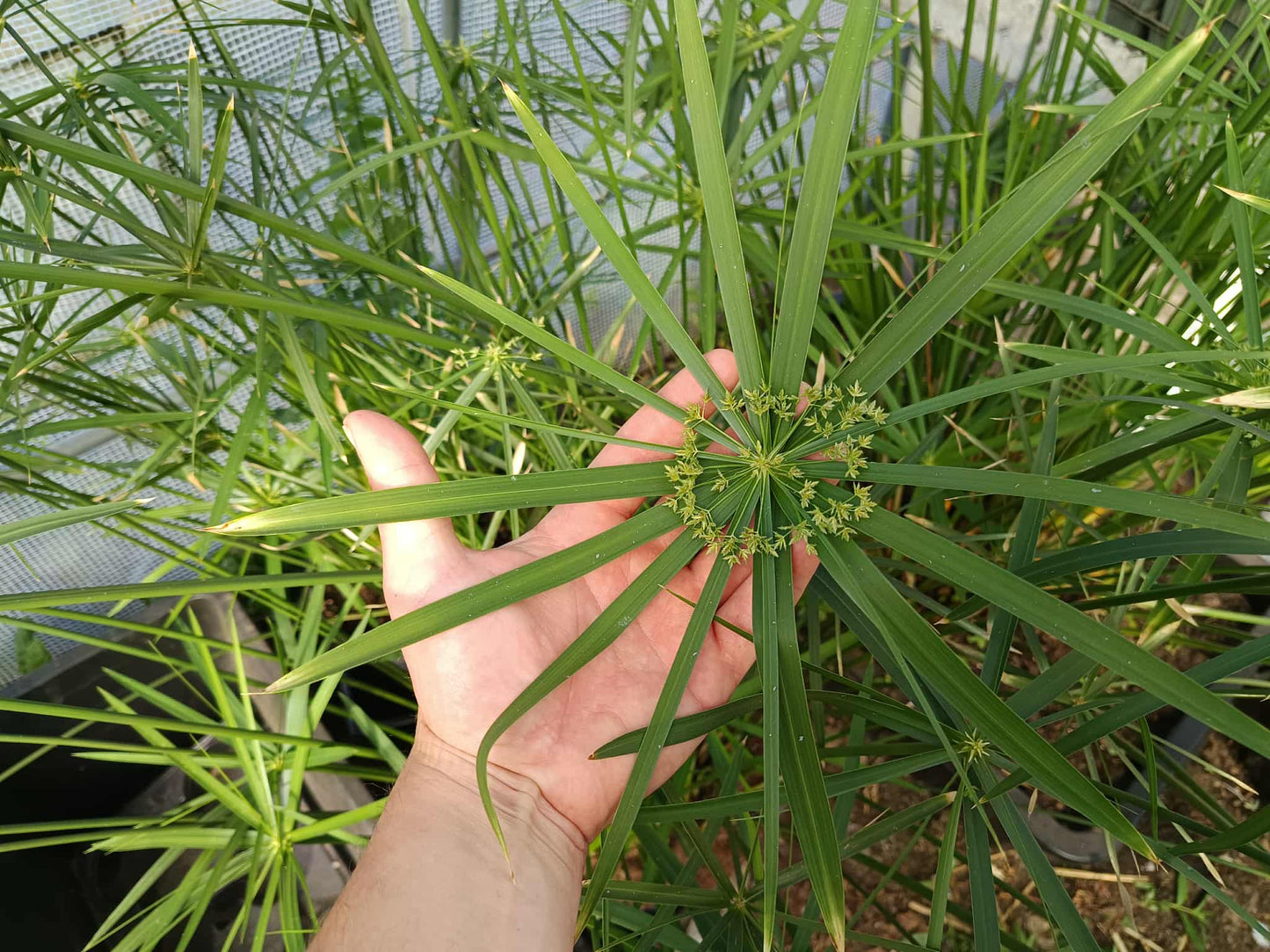 Umbrella plant, papyrus, cibora