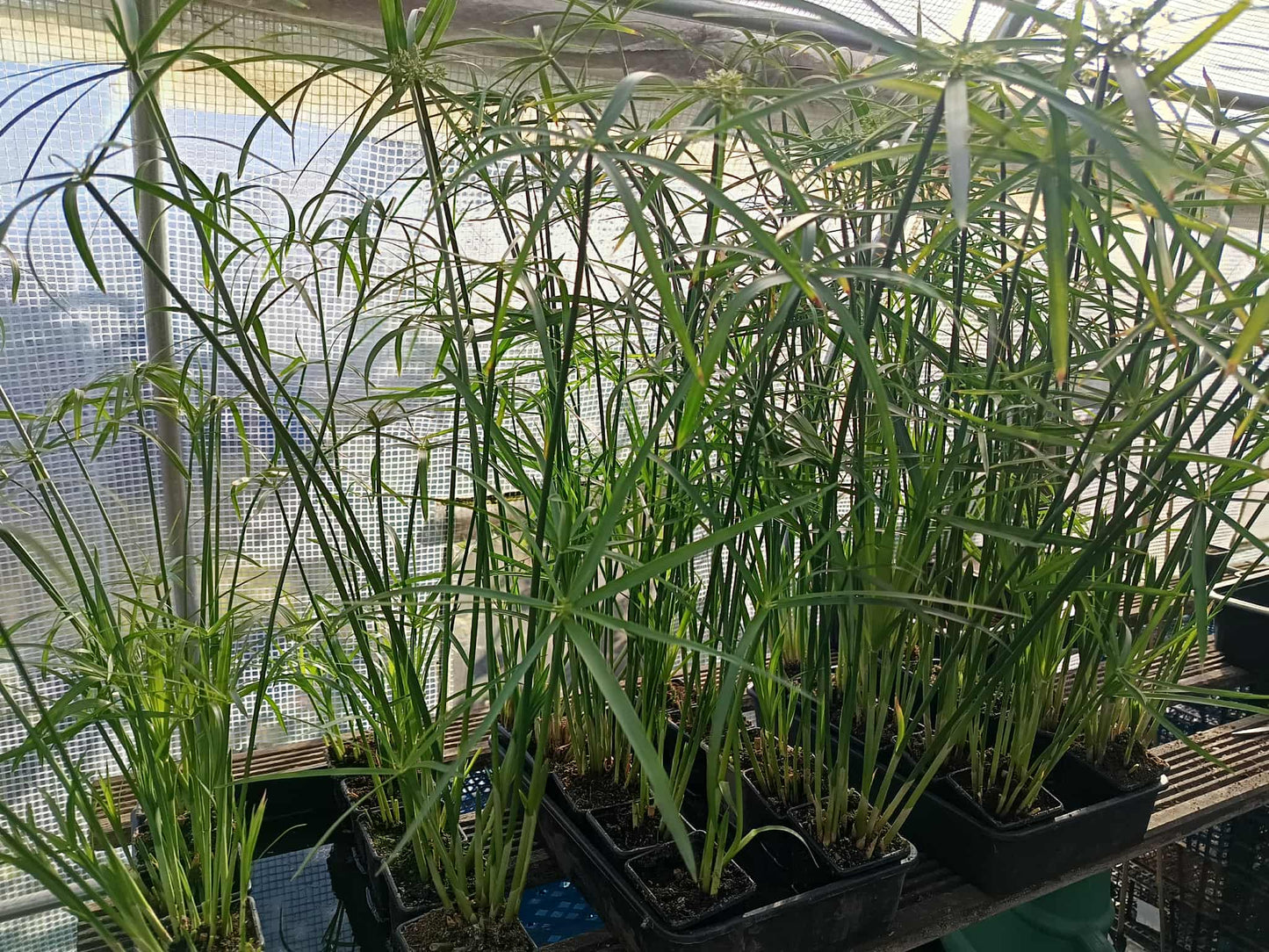 Umbrella plant, papyrus, cibora