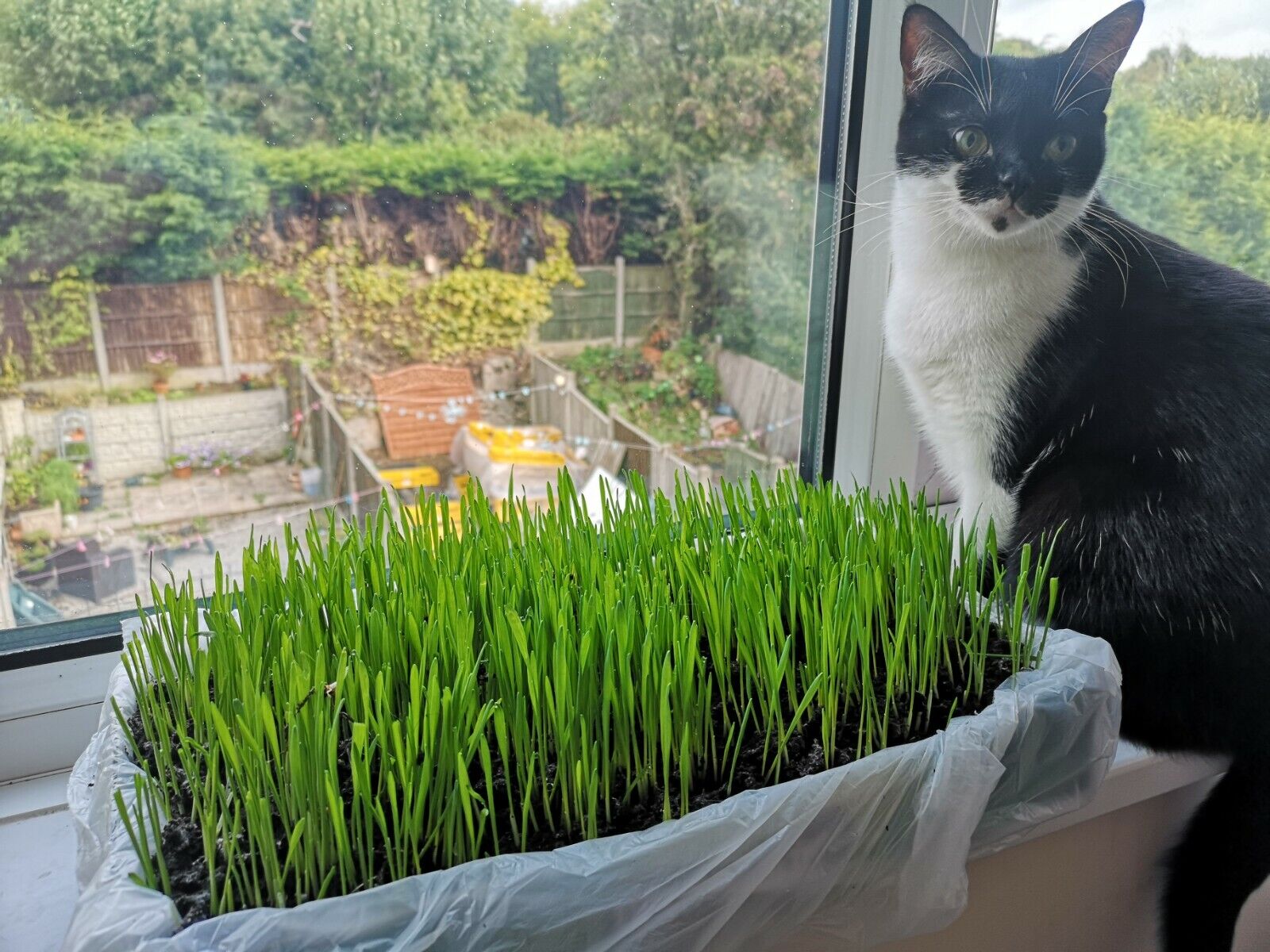 Cat store grass kit