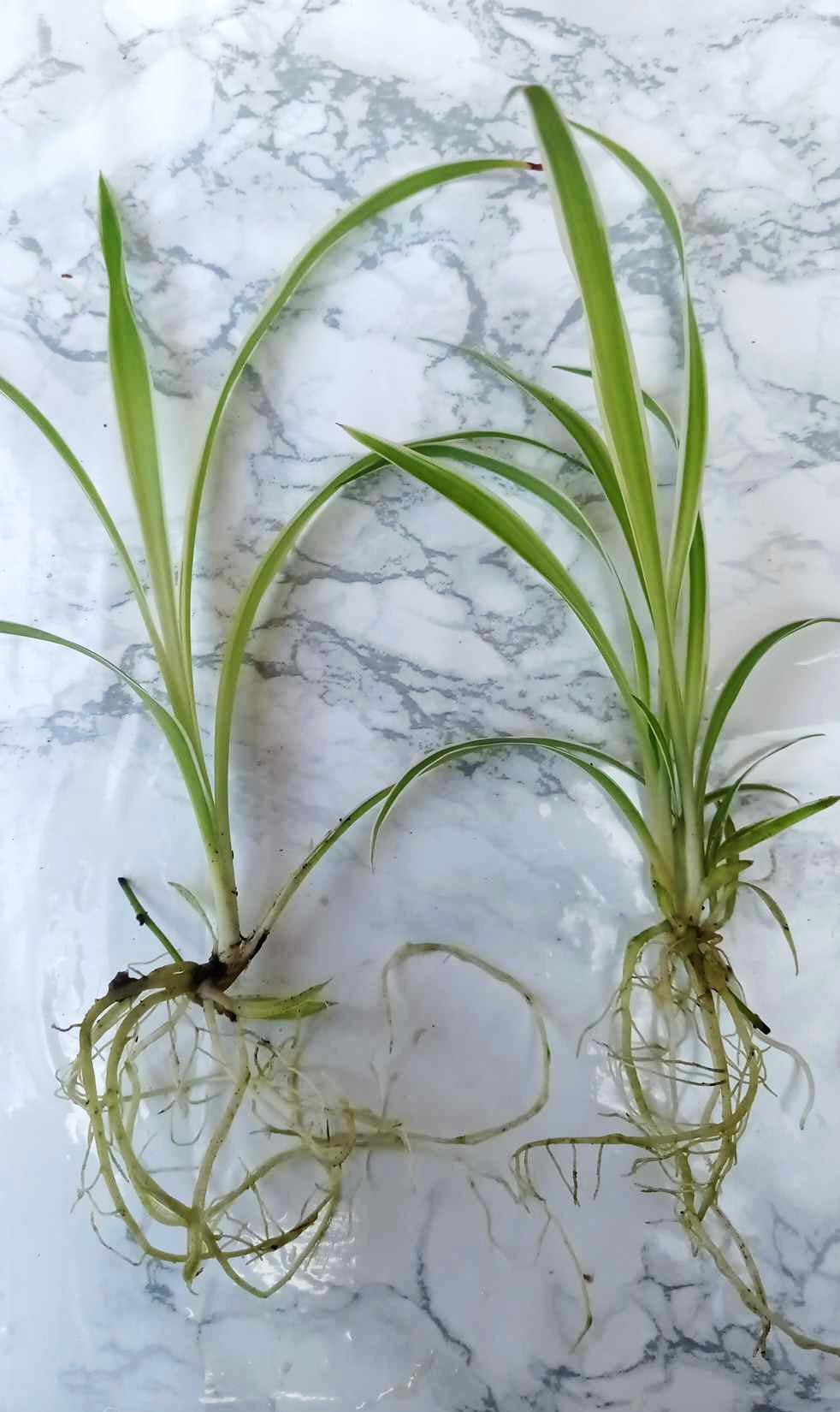 Spider plant - Zielistka Sternberga