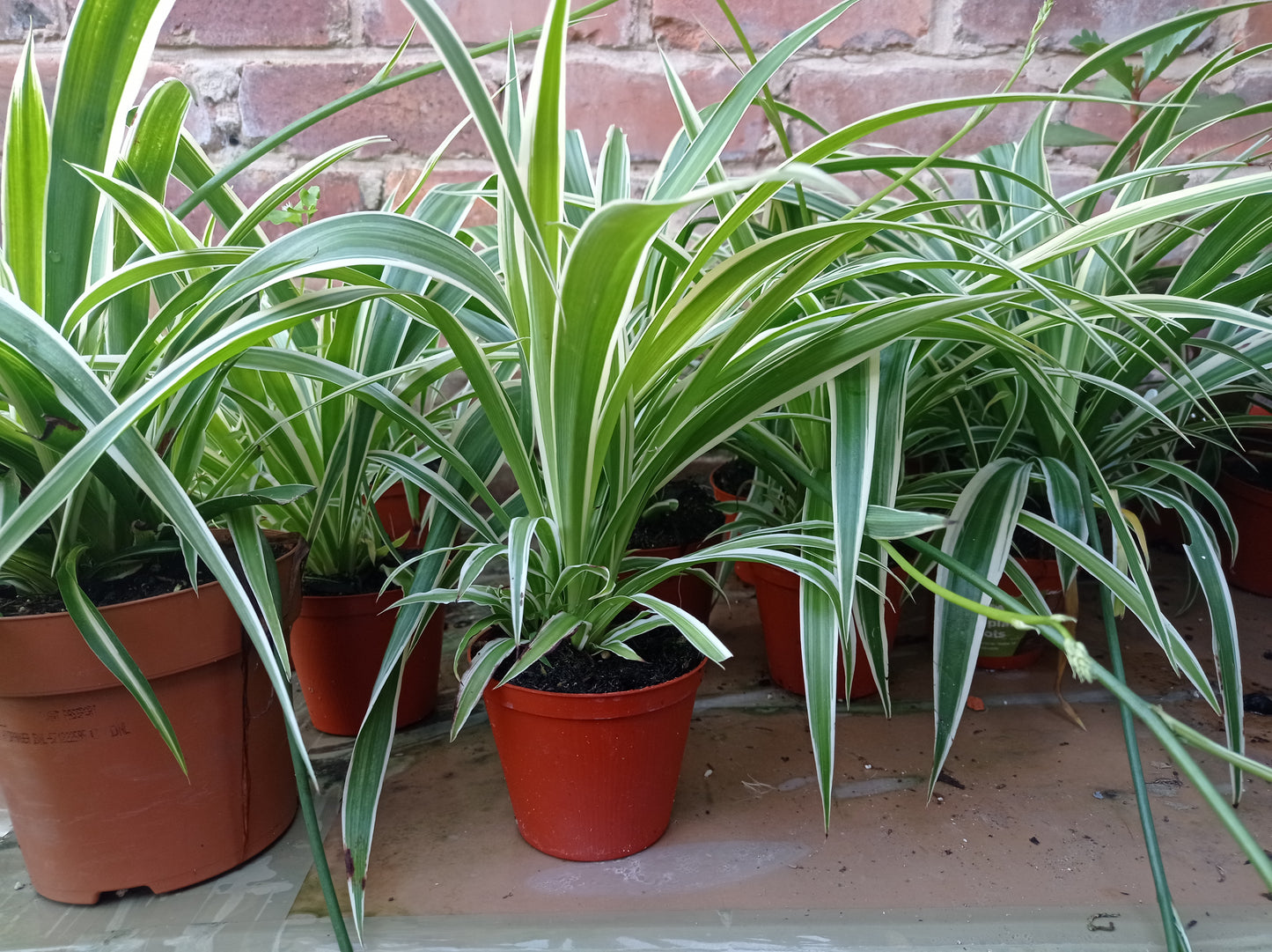 Spider plant - Zielistka Sternberga