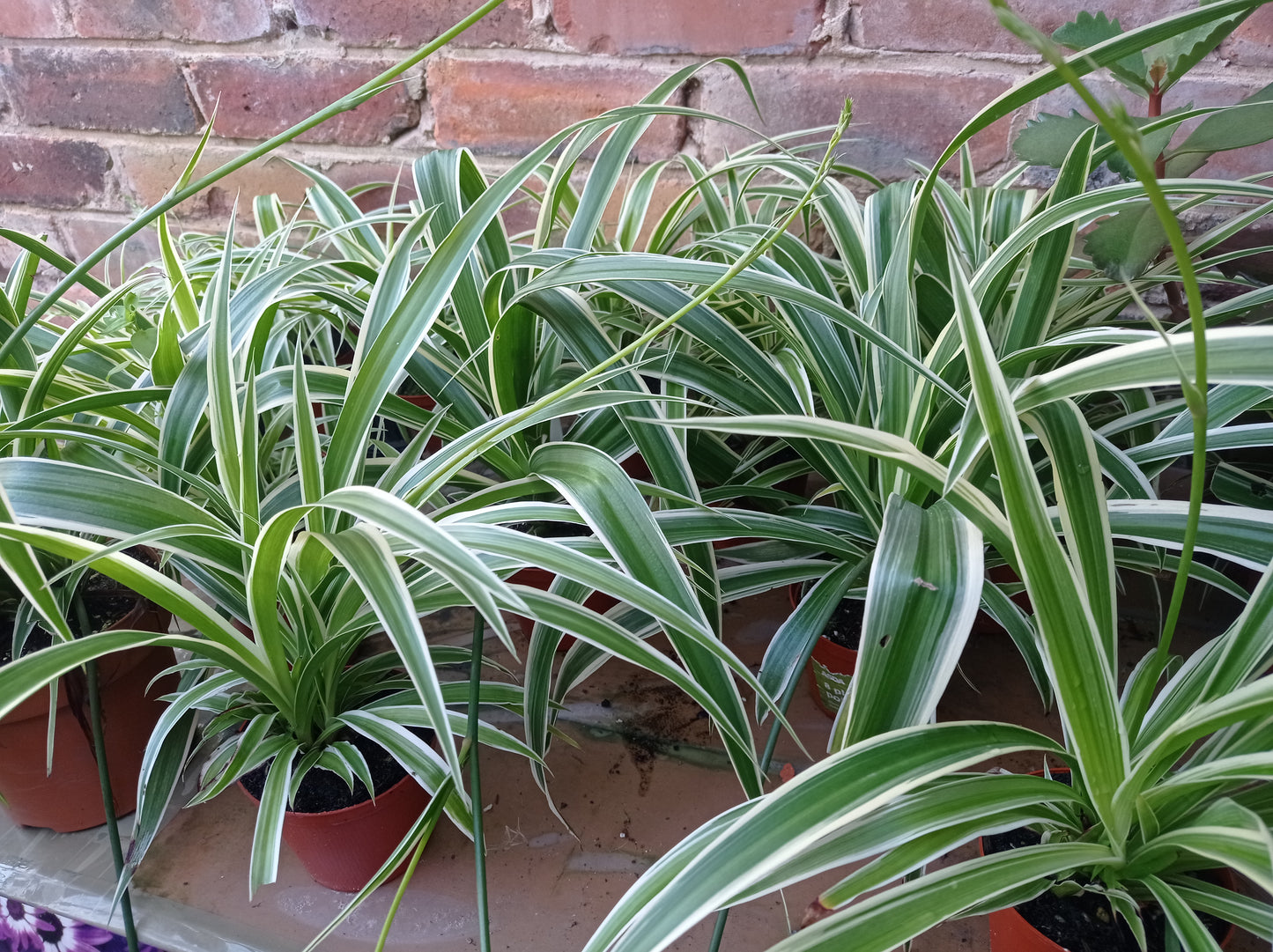 Spider plant - Zielistka Sternberga