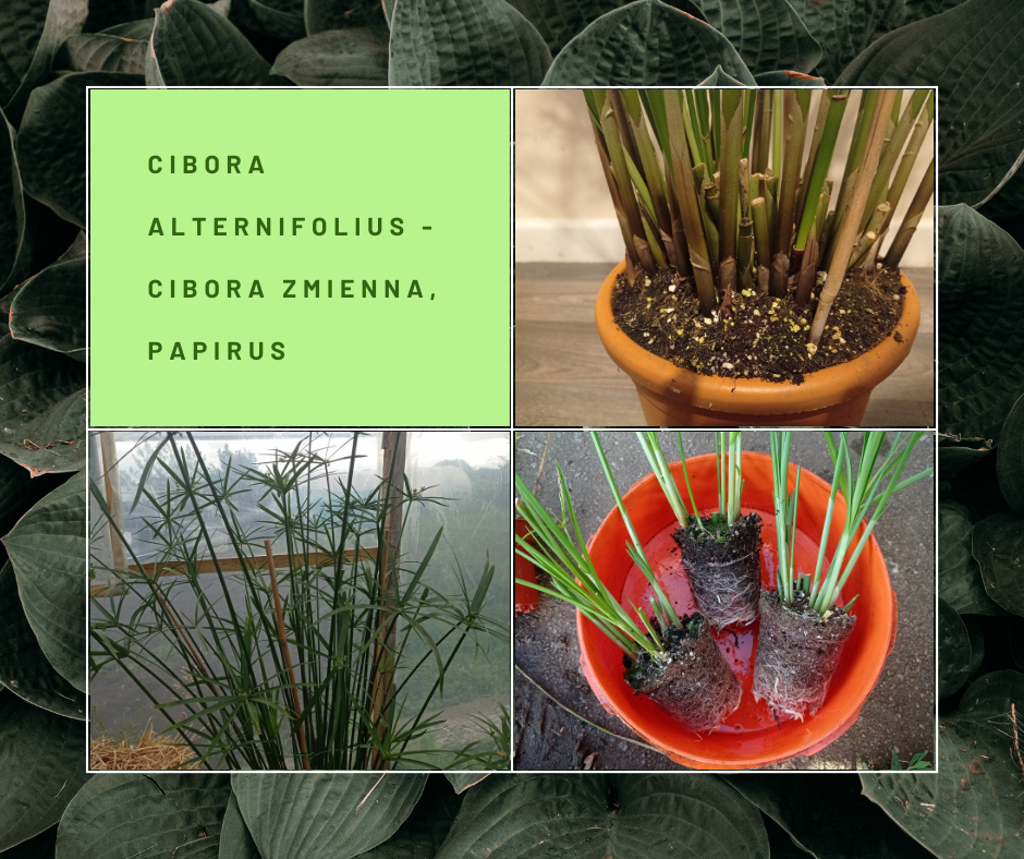 Umbrella plant, papyrus, cibora