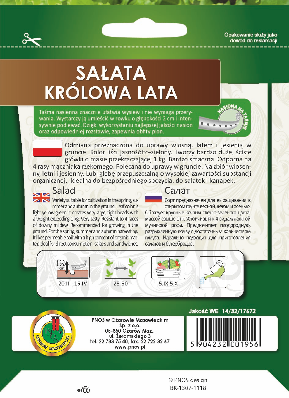 Sałata głowiasta krucha KRÓLOWA LATA 6m