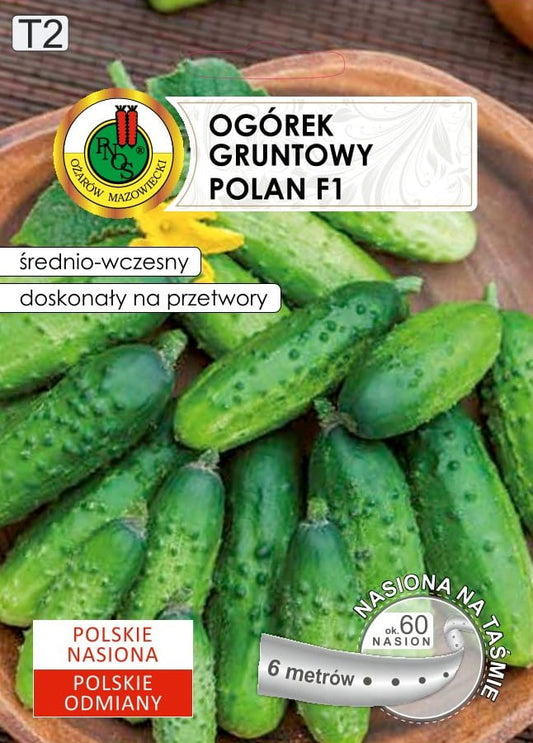 Ogórek gruntowy Polan 6m
